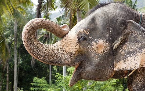 Enam Gajah Mati Setelah Jatuh di Air Terjun di Thailand  